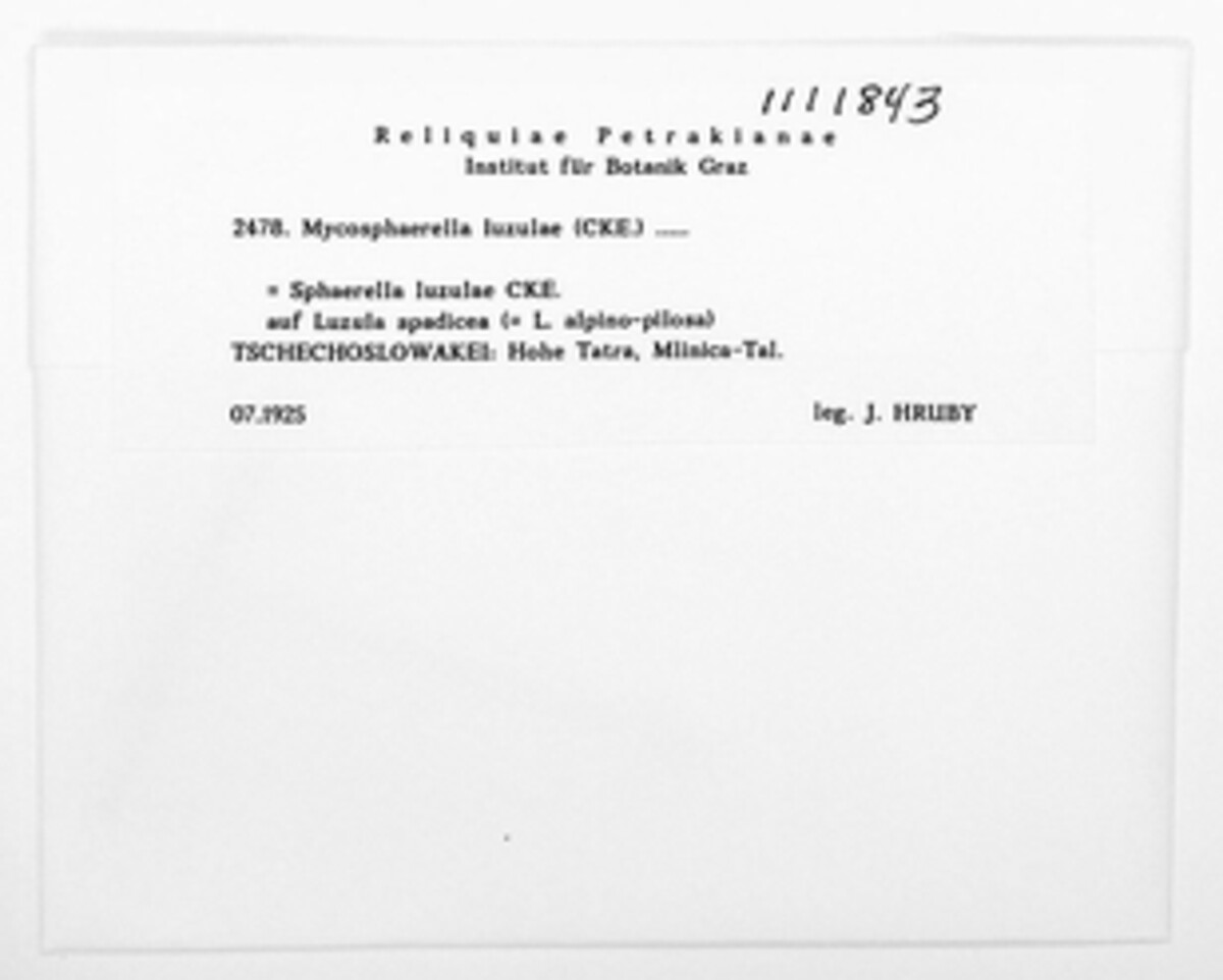 Mycosphaerella luzulae image